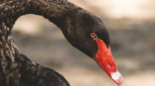 beautiful black swan Magazine