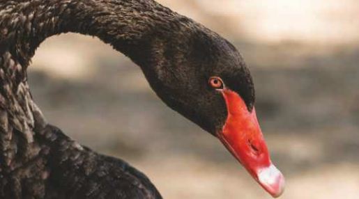 A beautiful black swan