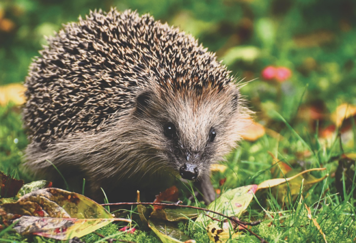 hedgehog